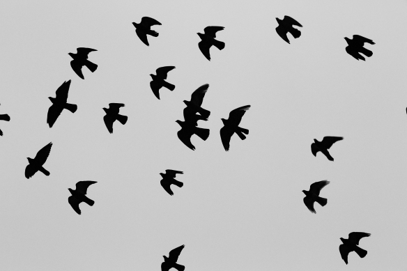 Life-of-Pix-free-stock-photos-birds-pattern-flight-Leeroy